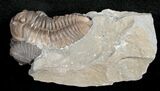 Double Flexicalymene Trilobite from Ohio - D #5912-4